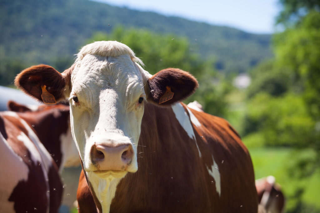 Agroindústria alimentícia