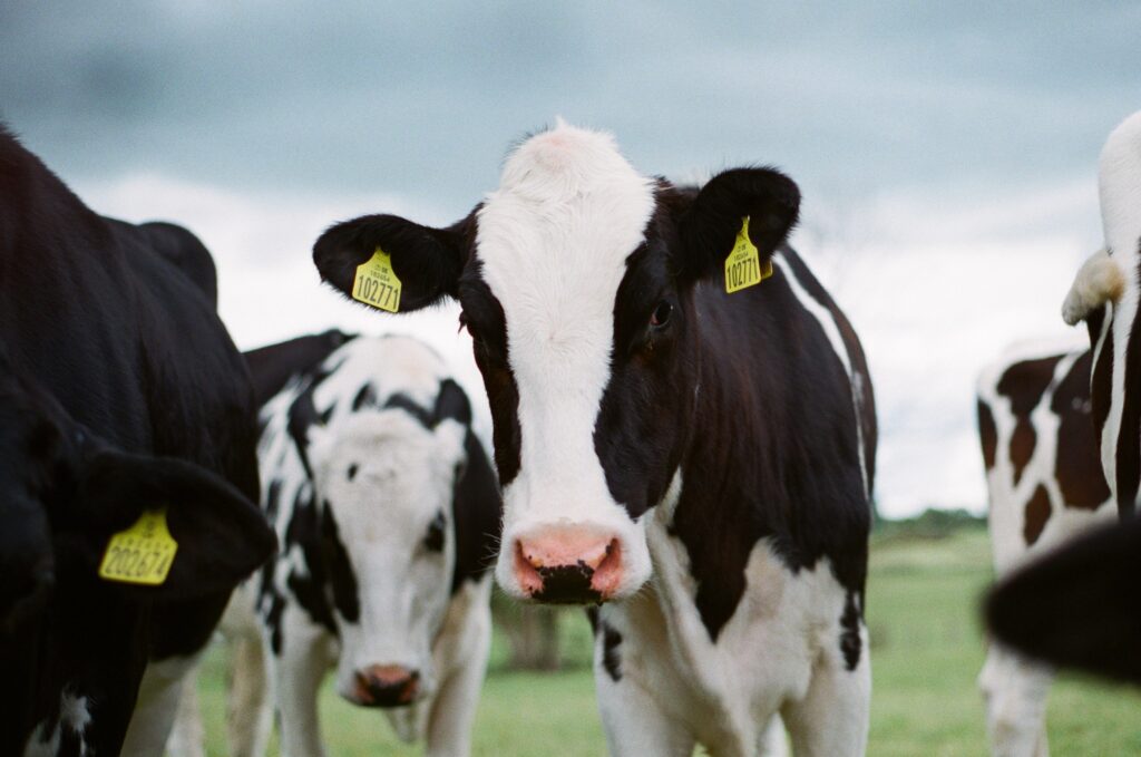  No Brasil, o rebanho bovino apresentou alta por mais um ano consecutivo 