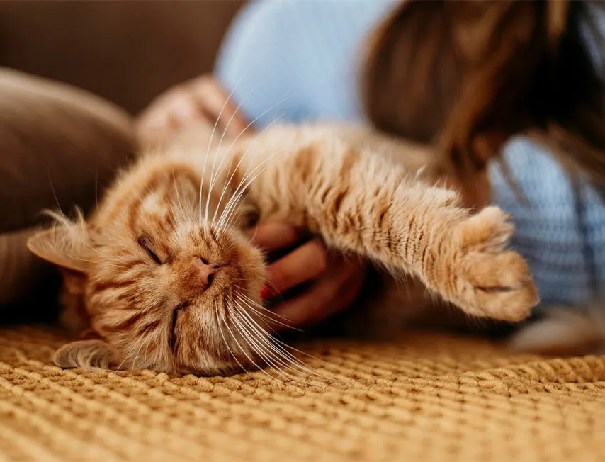 Imagem colorida de um gato laranja dormindo, referindo ao conforto e tratando sobre oportunidades de abrir negócios em cidades pet friendly